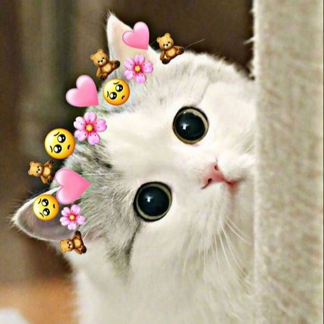 Cute Cat